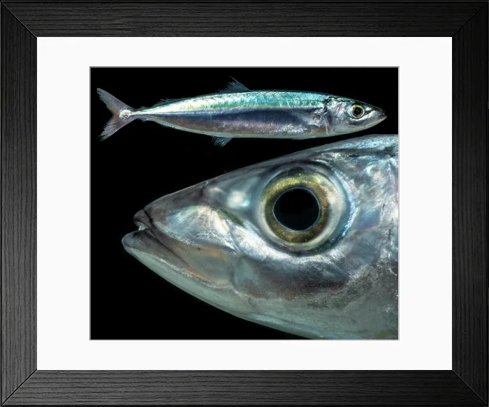 Framed Print : Redtail Scad (Decapterus tabl) Framed Print : Redtail Scad (Decapterus tabl)