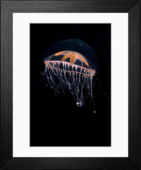 Framed Print : Jellyfish. This deeper water jellyfish, Ptychogena, feeds on copepods