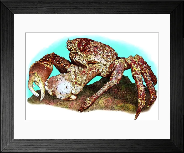 Framed Print : Channel clinging crab Framed Print : Channel clinging crab