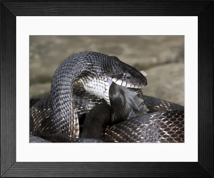 Framed Print : Black Rat Snake feeding