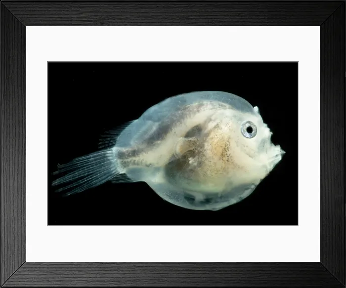 Framed Print : Larval female anglerfish, Melanocetidae Framed Print : Larval female anglerfish, Melanocetidae