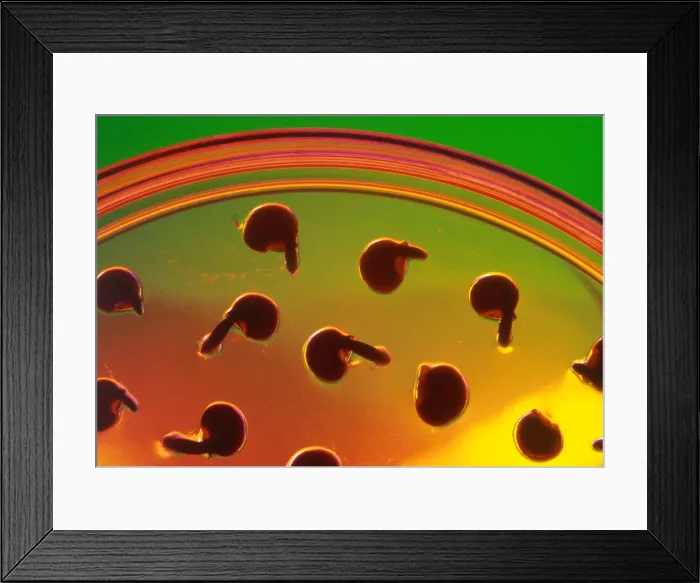 Framed Print : Seedlings from Tissue Culture