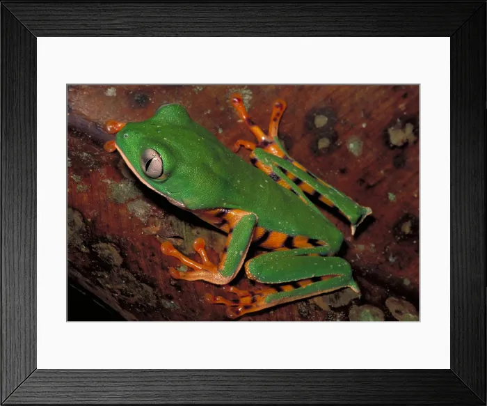 Framed Print : Tiger-striped monkey frog Framed Print : Tiger-striped monkey frog