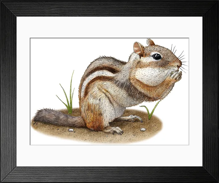 Framed Print : Eastern Chipmunk Framed Print : Eastern Chipmunk