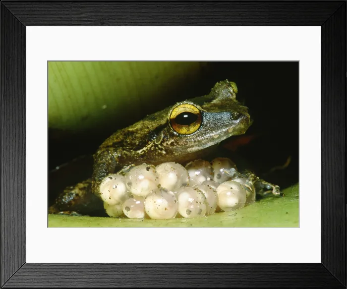 Framed Print : Frog guarding his eggs Framed Print : Frog guarding his eggs