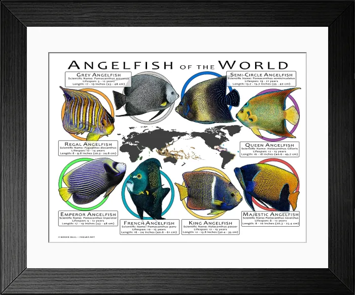 Framed Print : Angelfish of the World Framed Print : Angelfish of the World