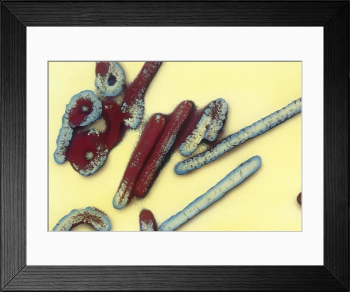 Framed Print : Marburg Virus (TEM) Framed Print : Marburg Virus (TEM)