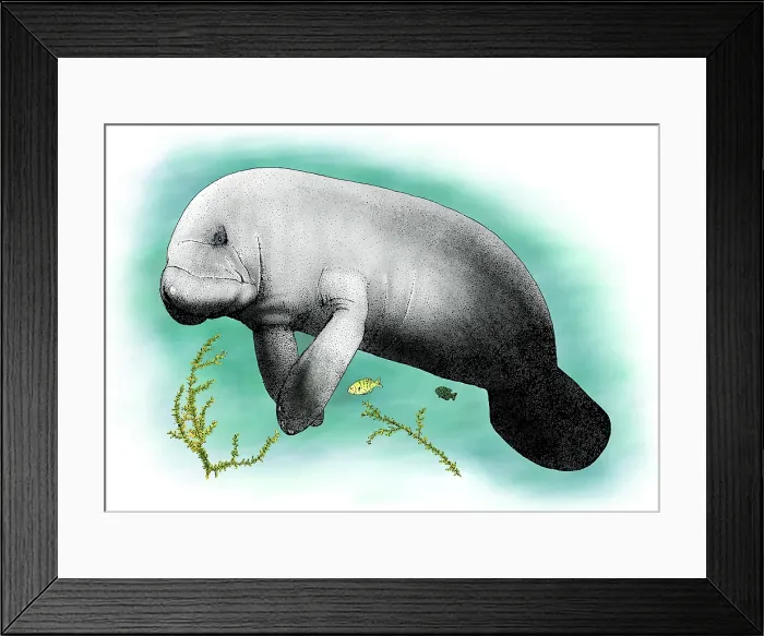Framed Print : Manatee, (Trichechus sp.) Framed Print : Manatee, (Trichechus sp.)