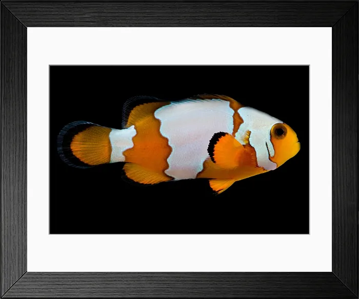 Framed Print : Snowflake Clownfish Framed Print : Snowflake Clownfish