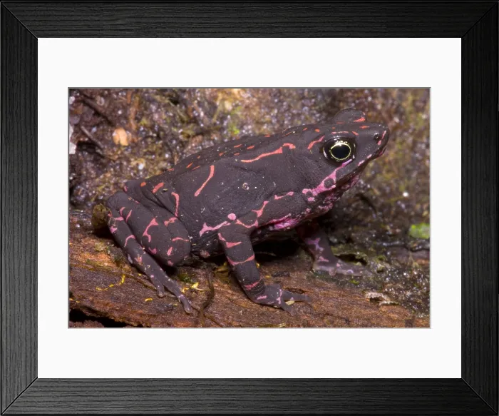 Framed Print : Harlequin Frog Framed Print : Harlequin Frog