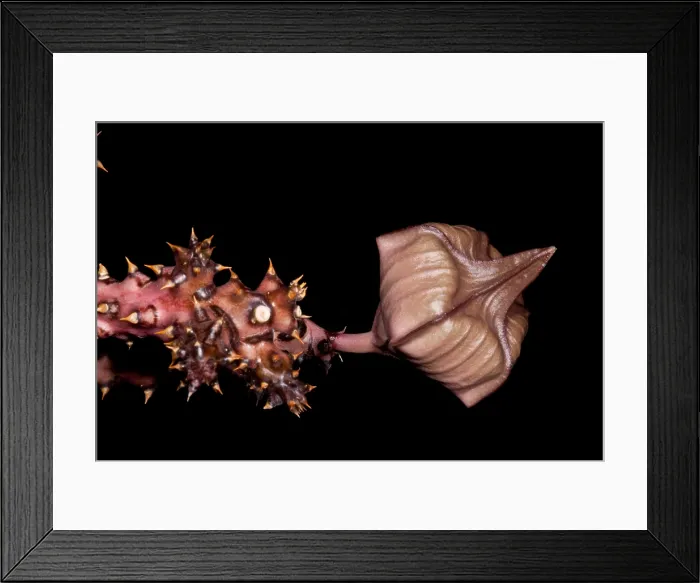 Framed Print : Persian Carpet Flower Framed Print : Persian Carpet Flower