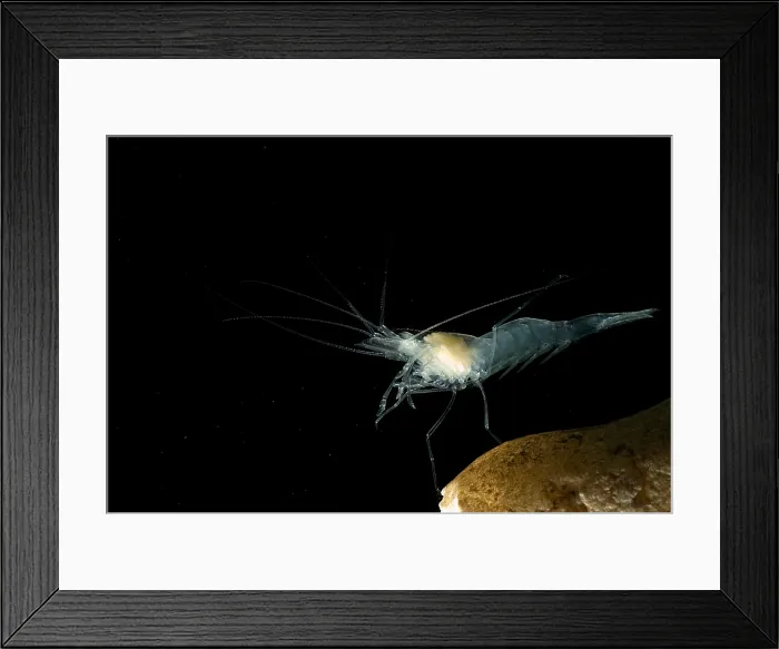 Framed Print : Texas Cave Shrimp Framed Print : Texas Cave Shrimp