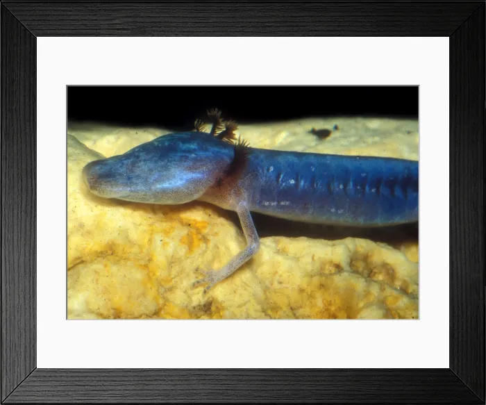 Framed Print : Austin Blind Salamander Framed Print : Austin Blind Salamander