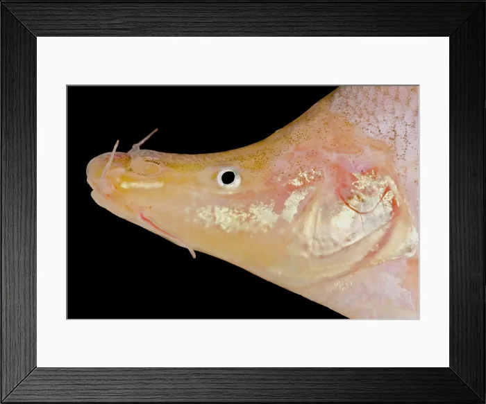 Framed Print : Small-eyed Golden Line Barbel (Sinocyclecheilus microphthalmus)