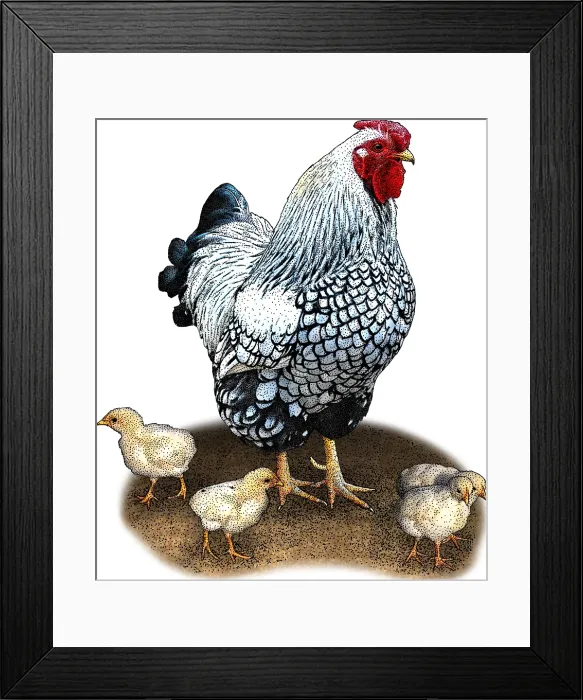 Framed Print : Bantam Chicken, Illustration Framed Print : Bantam Chicken, Illustration