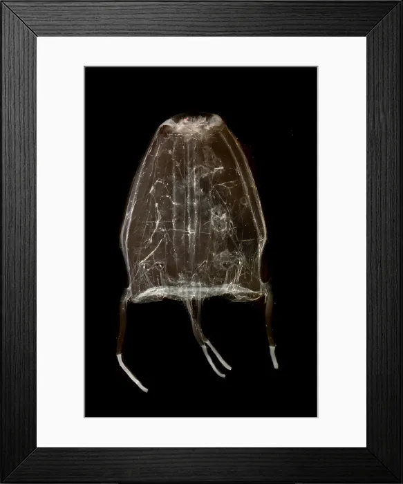 Framed Print : Box Jelly or 'Sea Wasp'