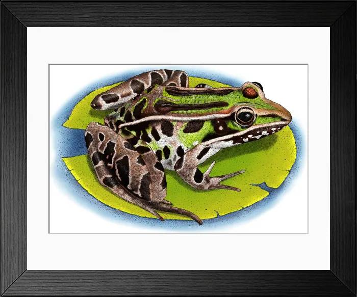 Framed Print : Southern Leopard Frog Framed Print : Southern Leopard Frog