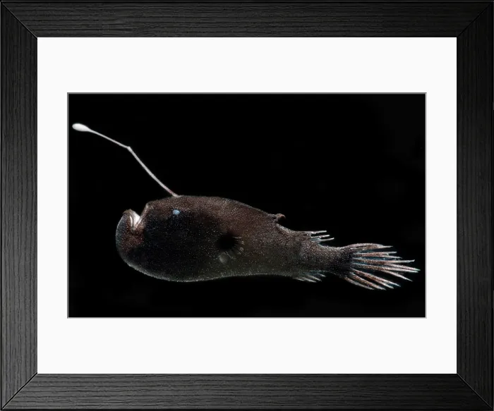 Framed Print : Stargazing Seadevil (Ceratias uranoscopus) Framed Print : Stargazing Seadevil (Ceratias uranoscopus)