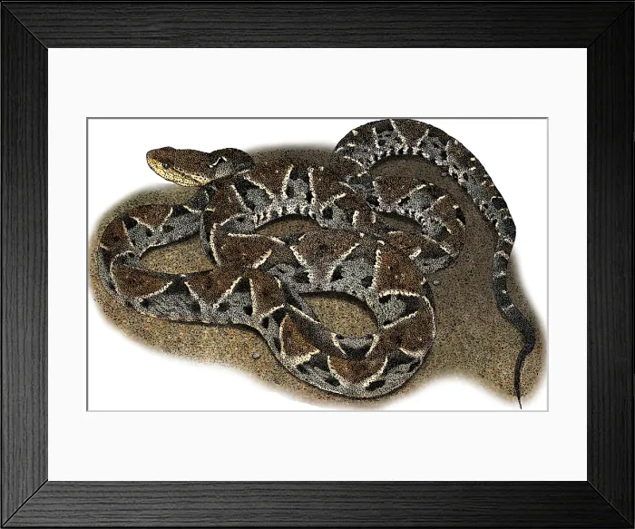 Framed Print : Fer-de-lance, Bothrops atrox, Illustration Framed Print : Fer-de-lance, Bothrops atrox, Illustration