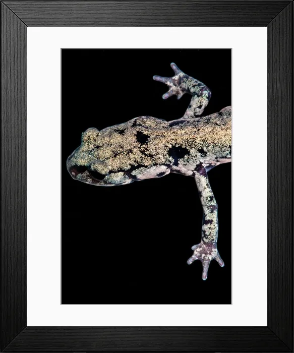Framed Print : Slimy Salamander Framed Print : Slimy Salamander