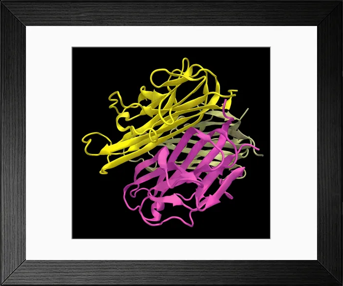 Framed Print : RANKL, Model Framed Print : RANKL, Model