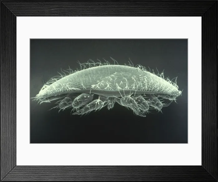 Framed Print : Varroa Mite of Honeybees (SEM) Framed Print : Varroa Mite of Honeybees (SEM)