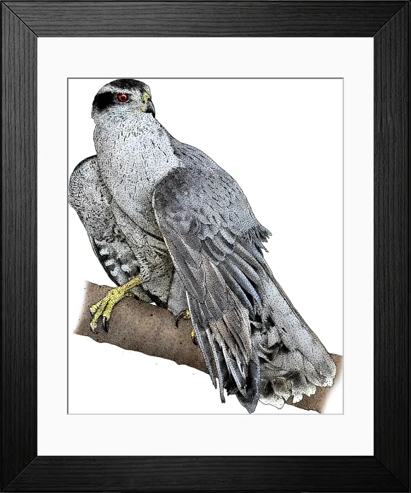 Framed Print : Northern Goshawk Framed Print : Northern Goshawk