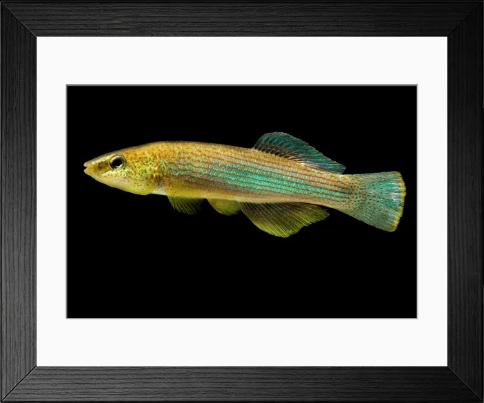 Framed Print : Northern Studfish (Fundulus catenatus) Framed Print : Northern Studfish (Fundulus catenatus)