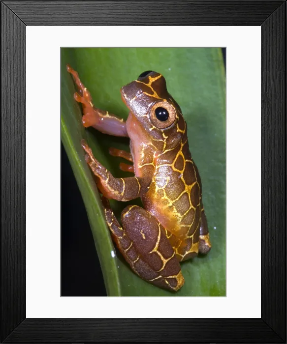 Framed Print : Clown Tree Frog Framed Print : Clown Tree Frog