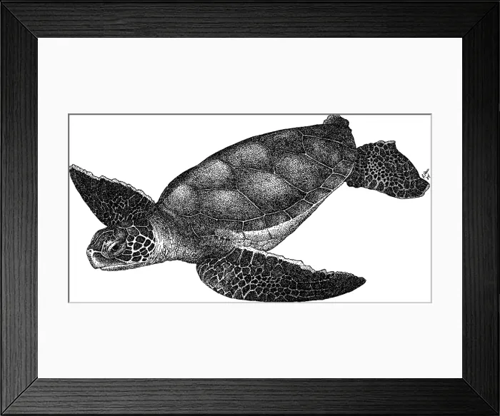 Framed Print : Hawksbill Sea Turtle Framed Print : Hawksbill Sea Turtle