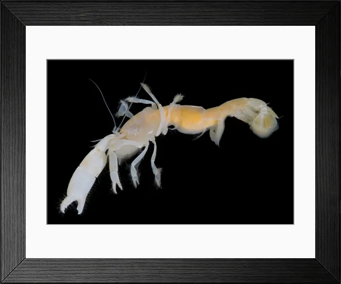 Framed Print : Tidepool Ghost Shrimp Framed Print : Tidepool Ghost Shrimp