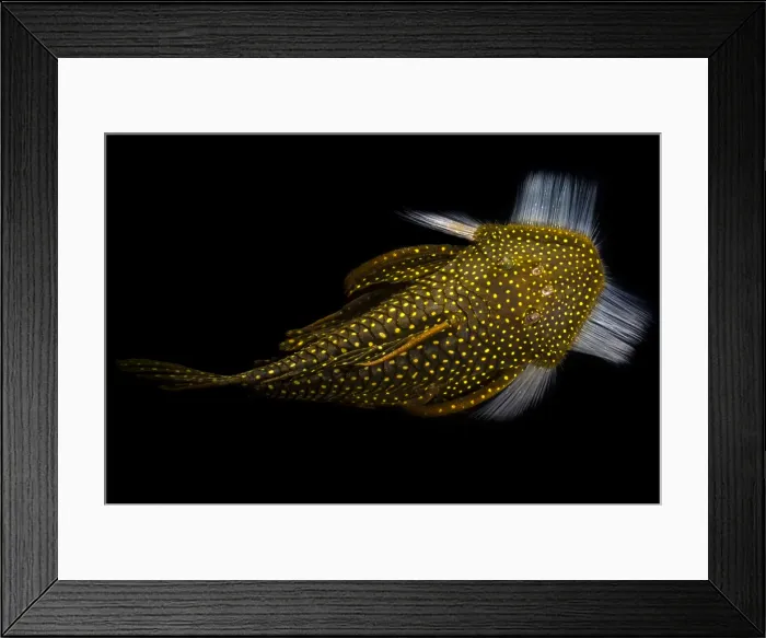 Framed Print : Amazon River Catfish Framed Print : Amazon River Catfish