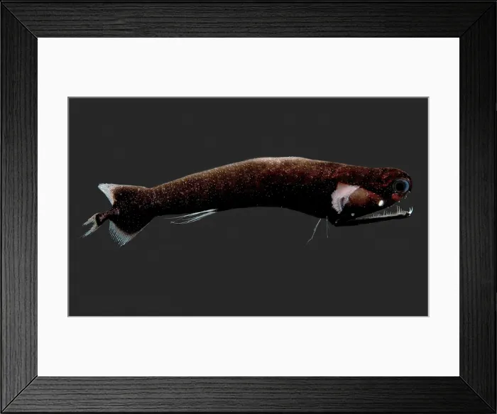 Framed Print : Deep-Sea Dragonfish Framed Print : Deep-Sea Dragonfish