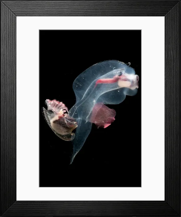Framed Print : Heteropod Mollusk