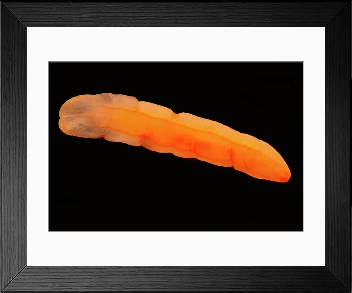 Framed Print : Deep Water Flatworm, Bathynemertes sp Framed Print : Deep Water Flatworm, Bathynemertes sp