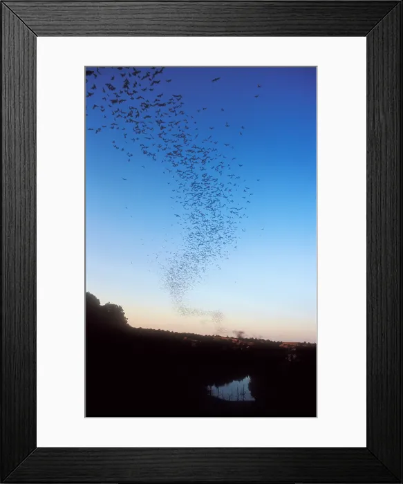 Framed Print : Mexican Freetail Bats