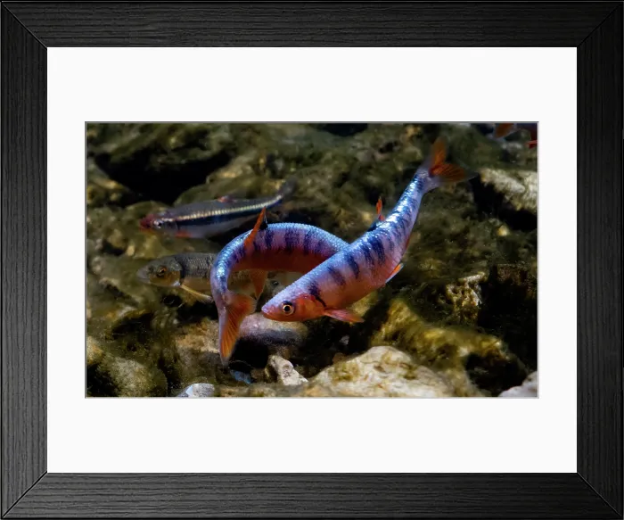 Framed Print : Male Scarlet Shiners (Lythrurus fasciolaris)