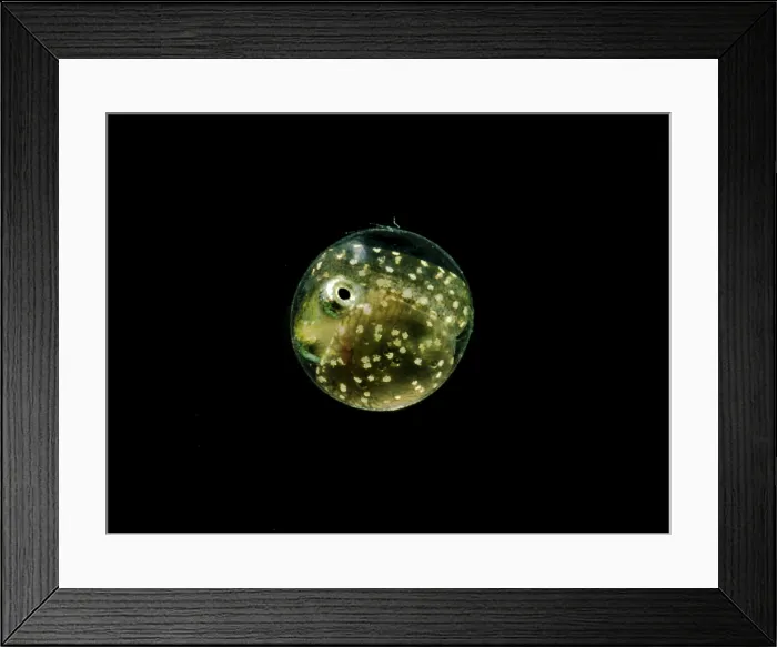 Framed Print : Barrens Topminnow (Fundulus julisia) Framed Print : Barrens Topminnow (Fundulus julisia)