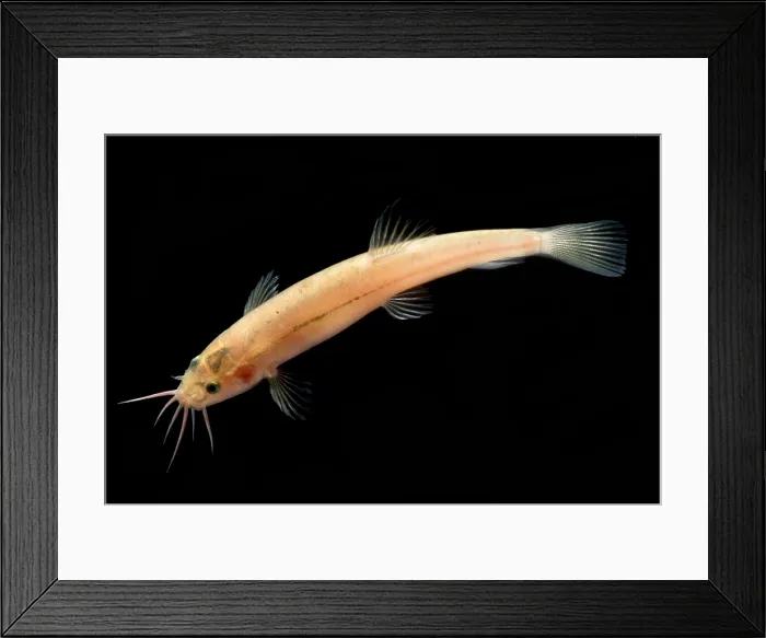 Framed Print : Guanan Groundwater Loach Framed Print : Guanan Groundwater Loach