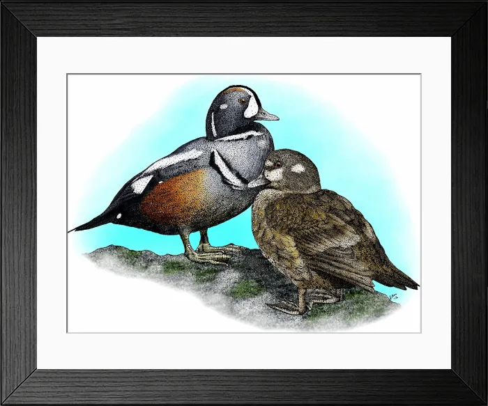 Framed Print : Harlequin ducks