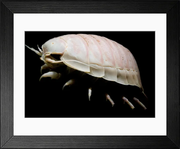 Framed Print : Giant Marine Isopod Framed Print : Giant Marine Isopod
