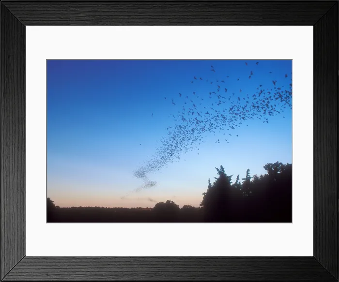 Framed Print : Mexican Freetail Bats