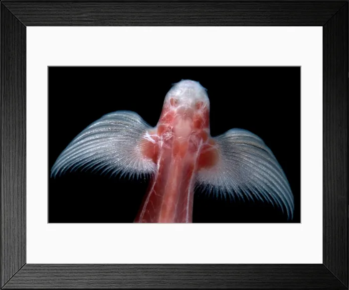 Framed Print : Waterfall Climbing Loach Framed Print : Waterfall Climbing Loach