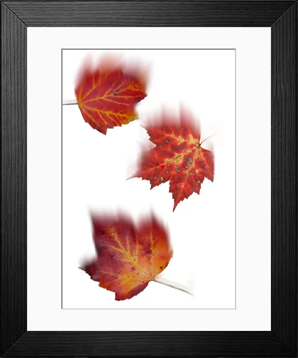 Framed Print : Falling Maple Leaves Framed Print : Falling Maple Leaves