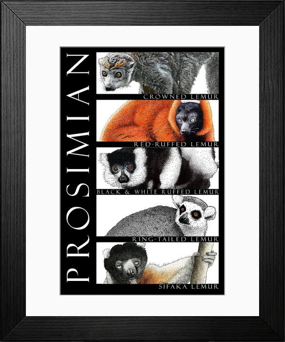 Framed Print : Lemurs of Madagascar Framed Print : Lemurs of Madagascar