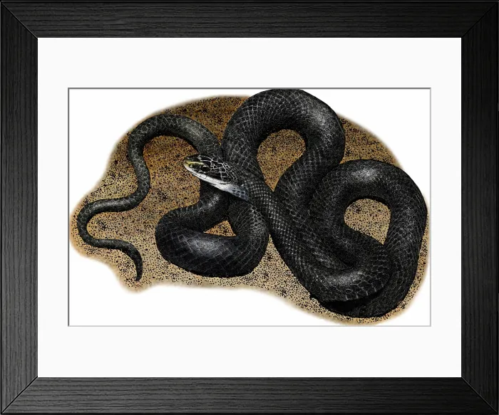 Framed Print : Northern black racer snake Framed Print : Northern black racer snake
