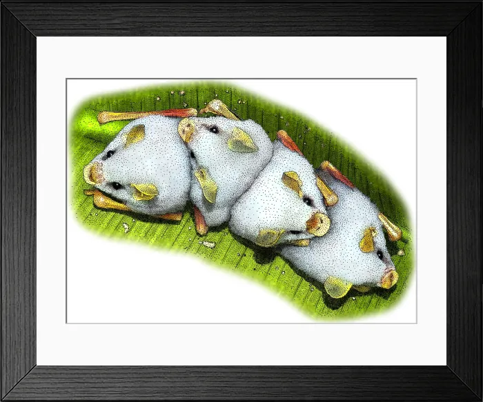 Framed Print : Honduran white bats Framed Print : Honduran white bats
