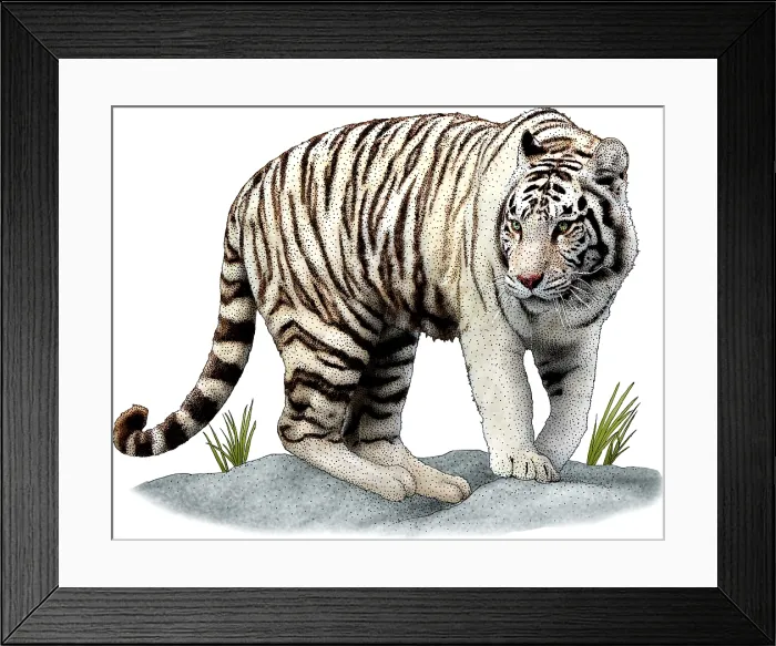 Framed Print : White Tiger Framed Print : White Tiger