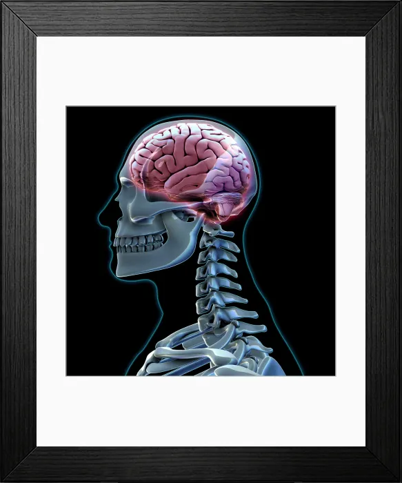 Framed Print : Human Skeleton and Brain, artwork