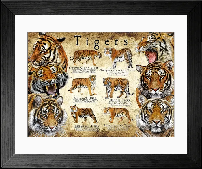 Framed Print : Endangered Tigers of Asia Framed Print : Endangered Tigers of Asia